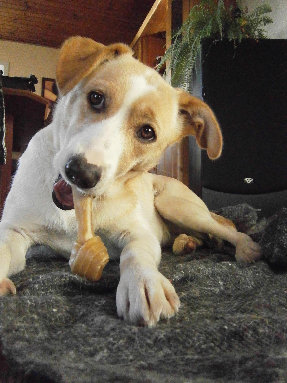 Blanding af racer Molly :-) billede 11