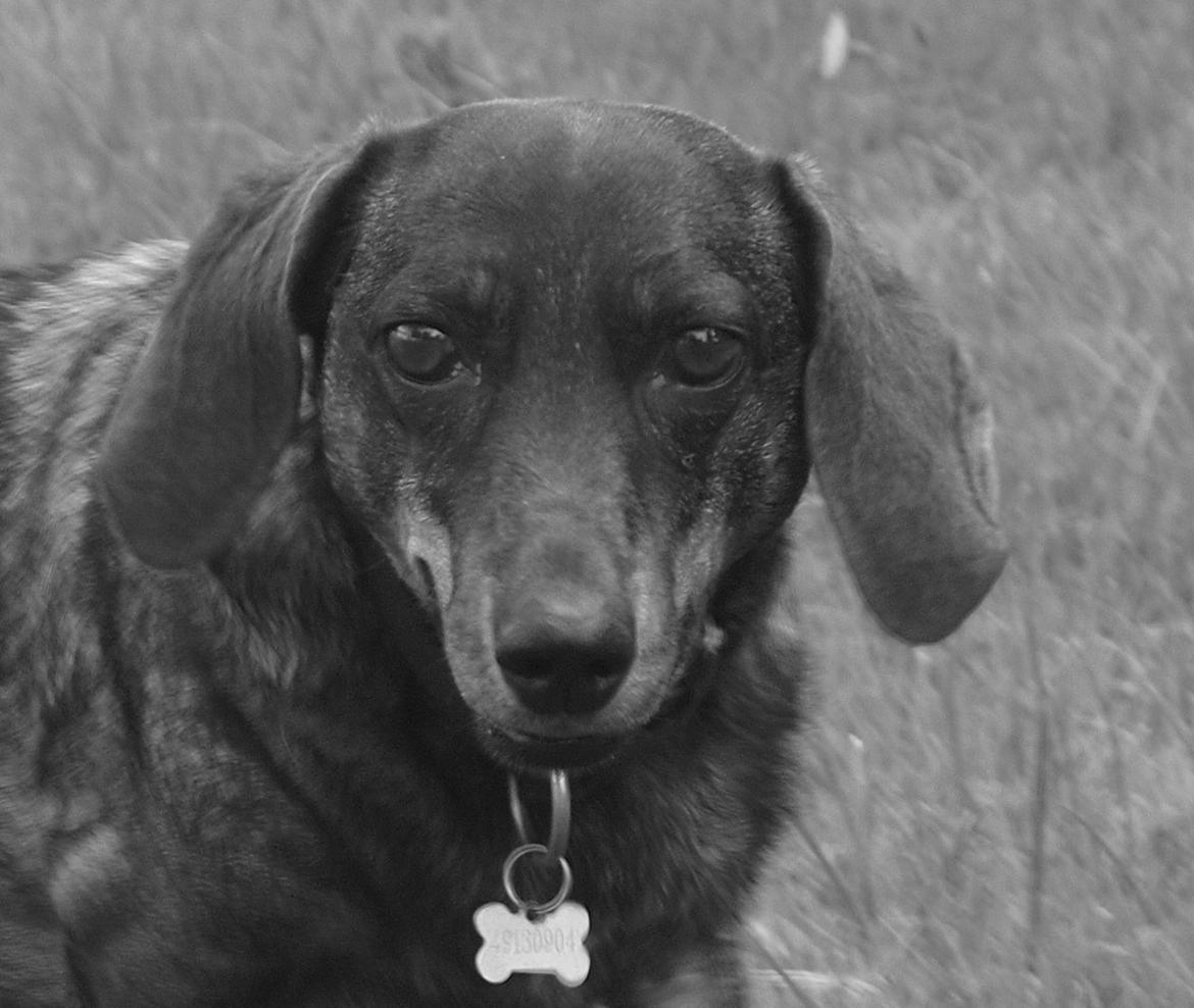 Gravhund Tilde <3 venindes hund <3 - Tilde mus billede 2