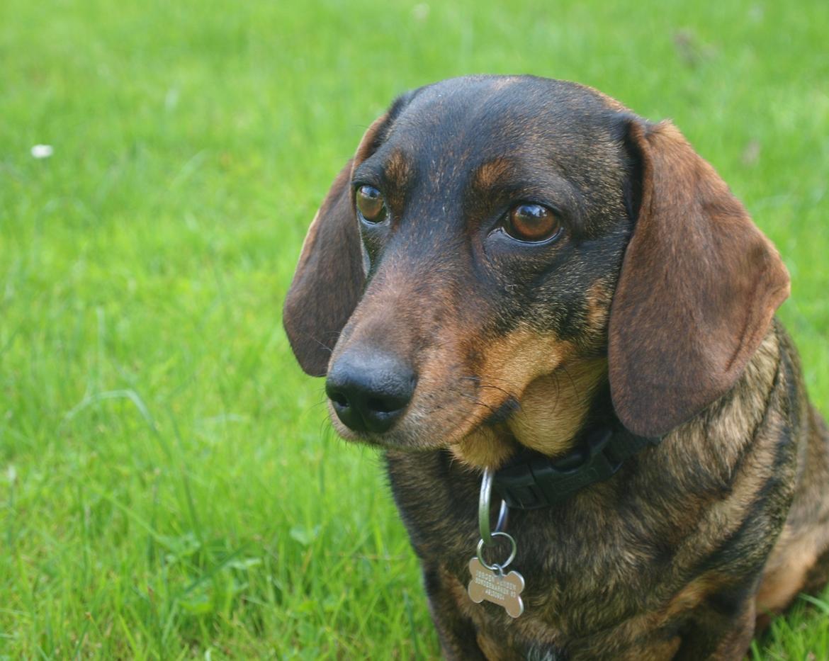 Gravhund Tilde <3 venindes hund <3 billede 3