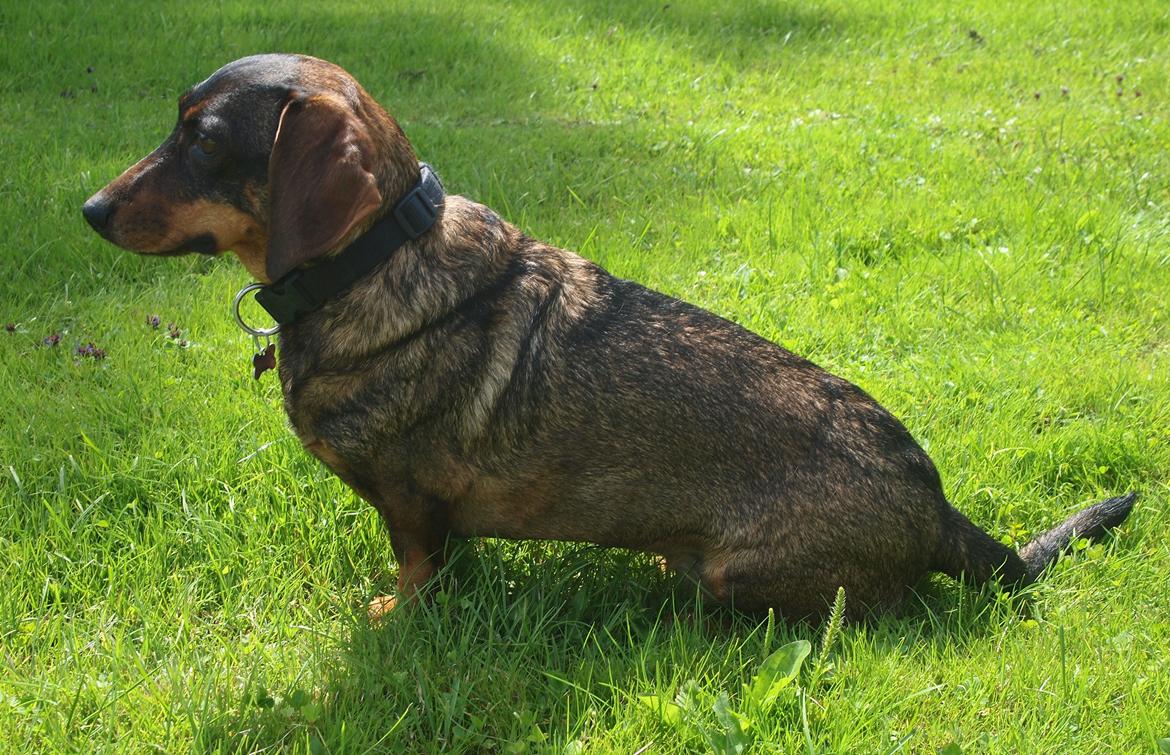 Gravhund Tilde <3 venindes hund <3 billede 4