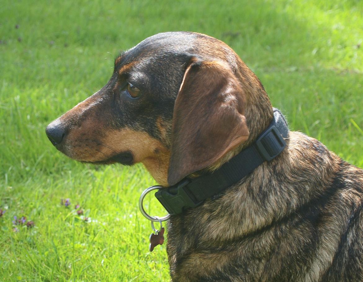 Gravhund Tilde <3 venindes hund <3 billede 5