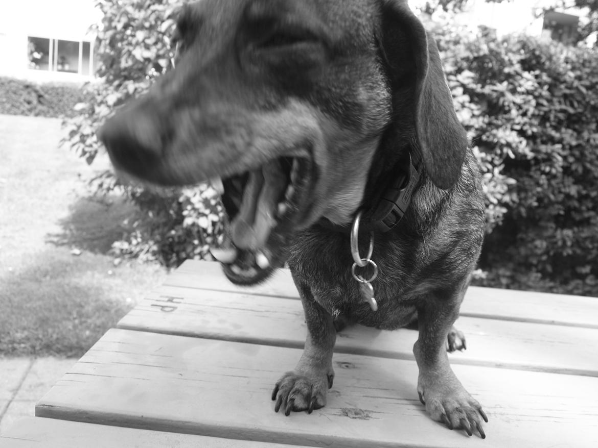 Gravhund Tilde <3 venindes hund <3 billede 6