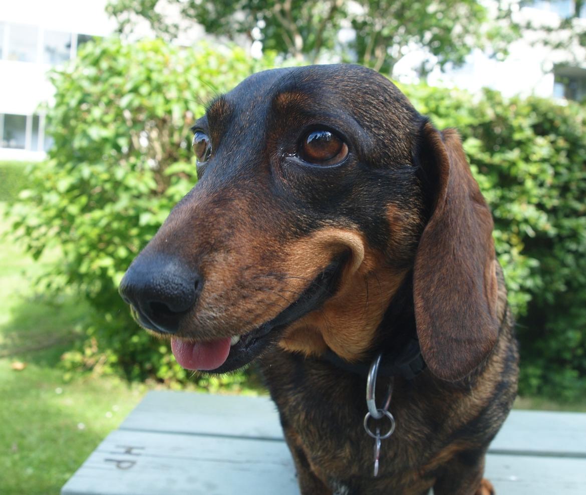 Gravhund Tilde <3 venindes hund <3 - Velkommen til Tildes profil <3 Tag hende med et smil <3 billede 1