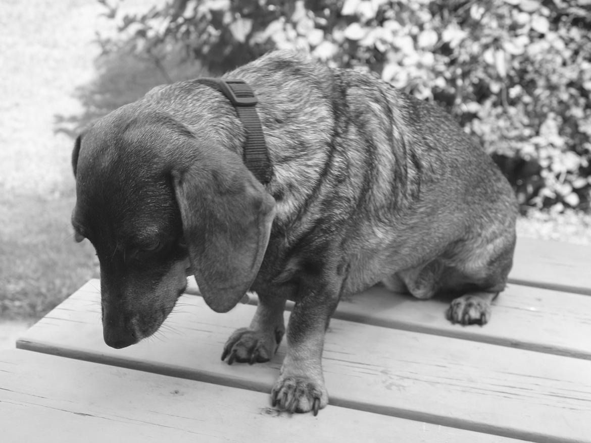 Gravhund Tilde <3 venindes hund <3 billede 7