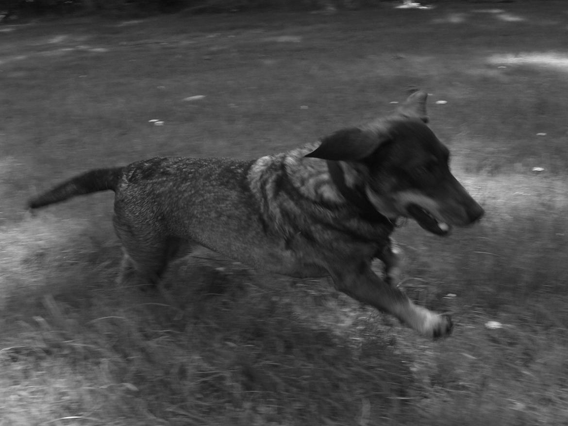 Gravhund Tilde <3 venindes hund <3 billede 8