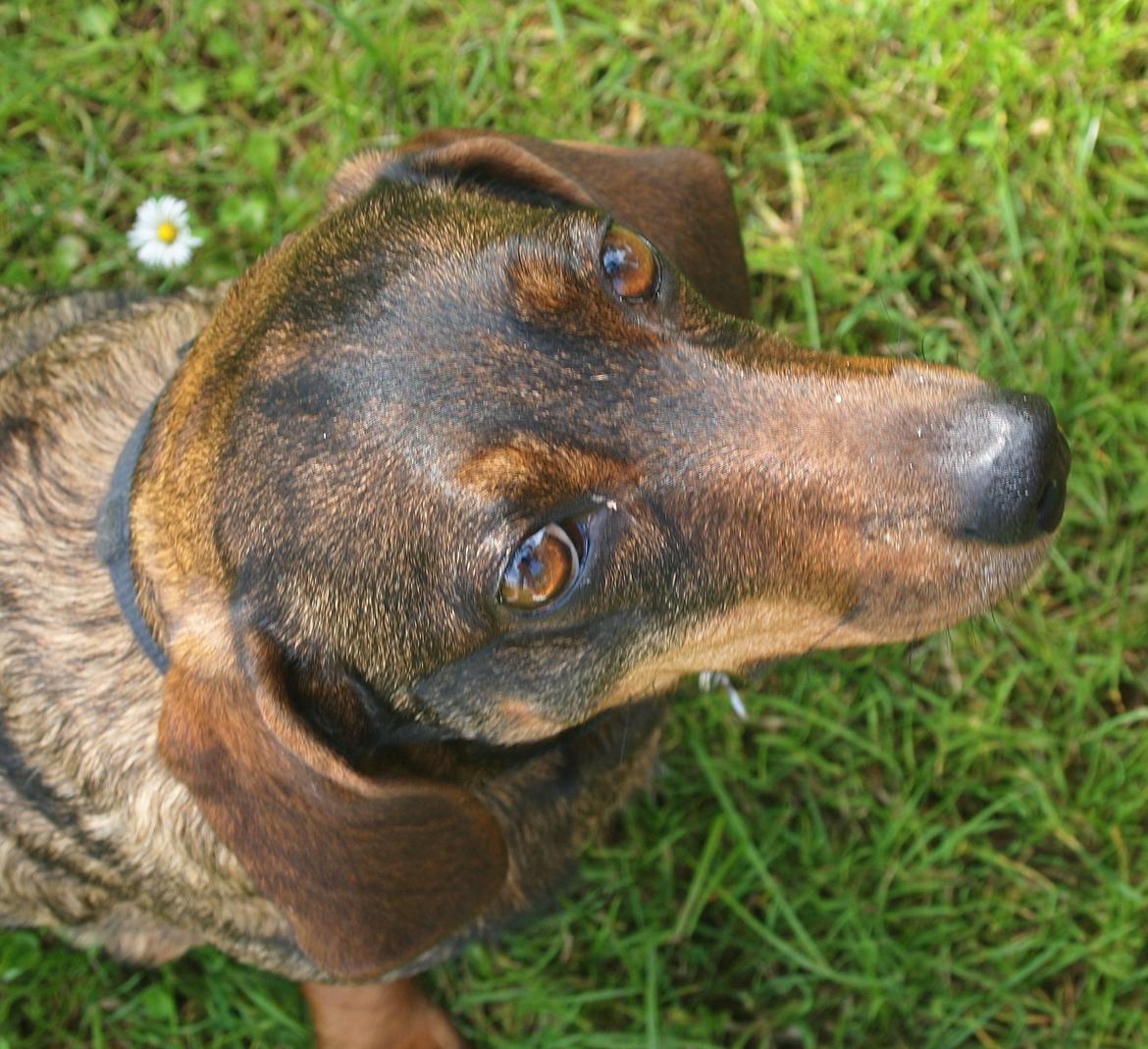 Gravhund Tilde <3 venindes hund <3 billede 9