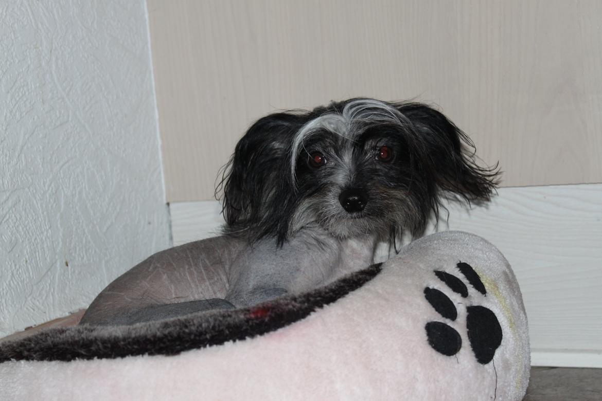 Chinese crested hårløs Diva billede 2