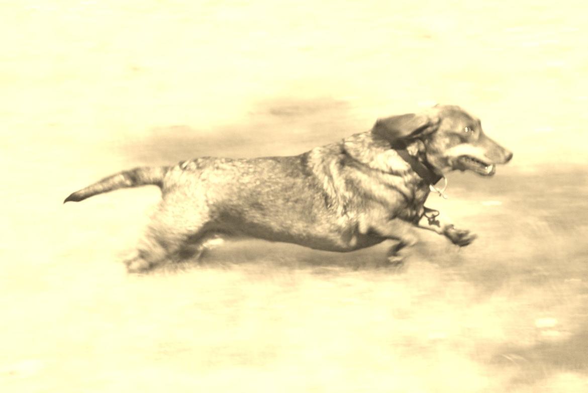 Gravhund Tilde <3 venindes hund <3 billede 10