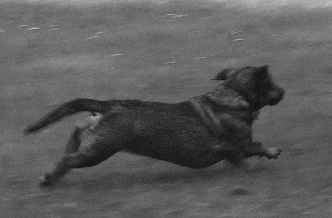 Gravhund Tilde <3 venindes hund <3 billede 11