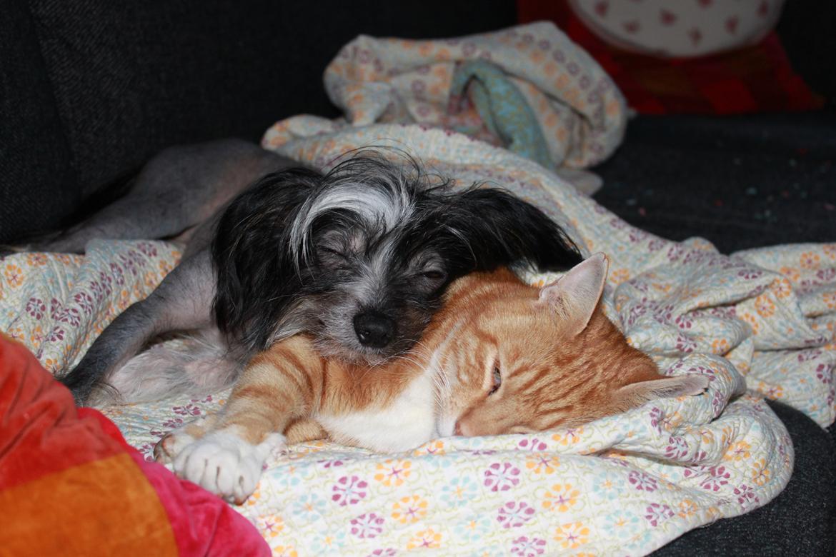 Chinese crested hårløs Diva billede 3