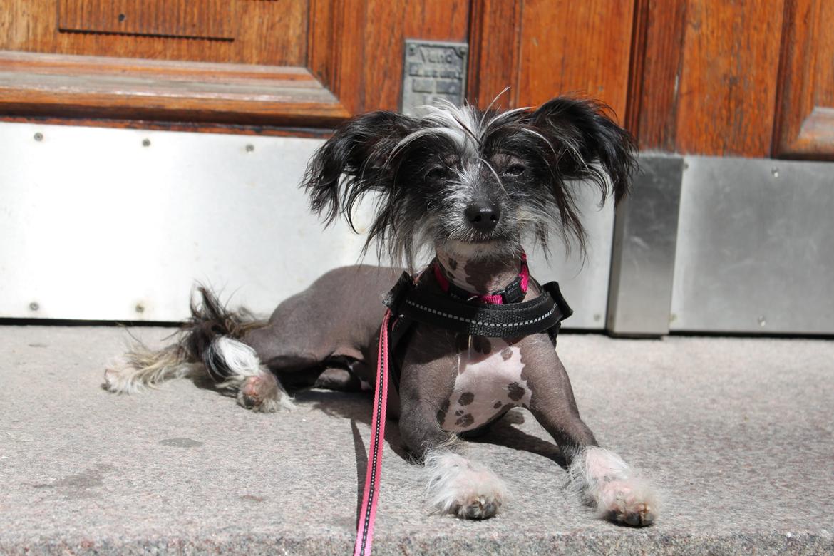 Chinese crested hårløs Diva billede 4