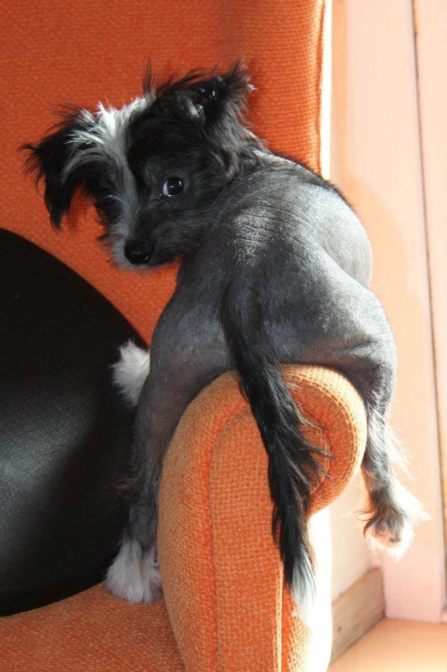 Chinese crested hårløs Diva billede 1