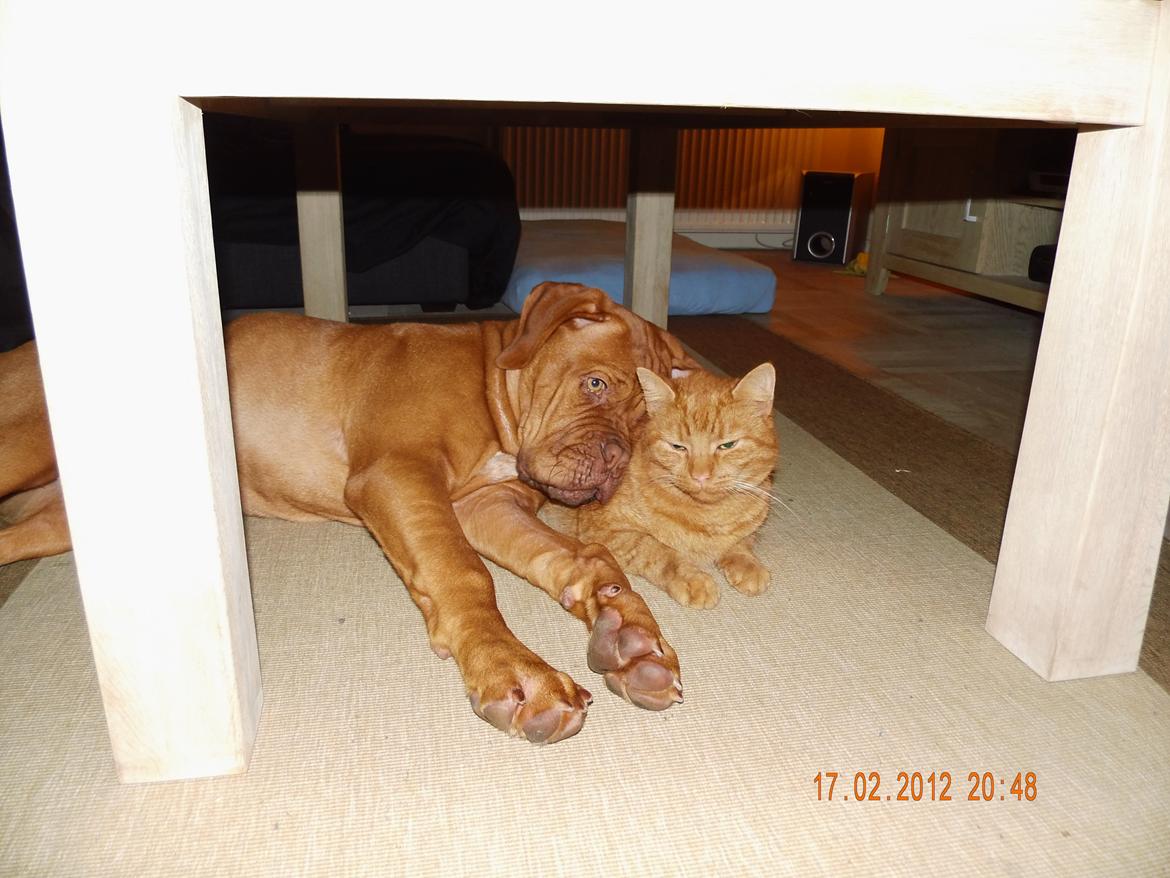 Dogue de bordeaux Siem Argos the guardian  ( Argo ) billede 9