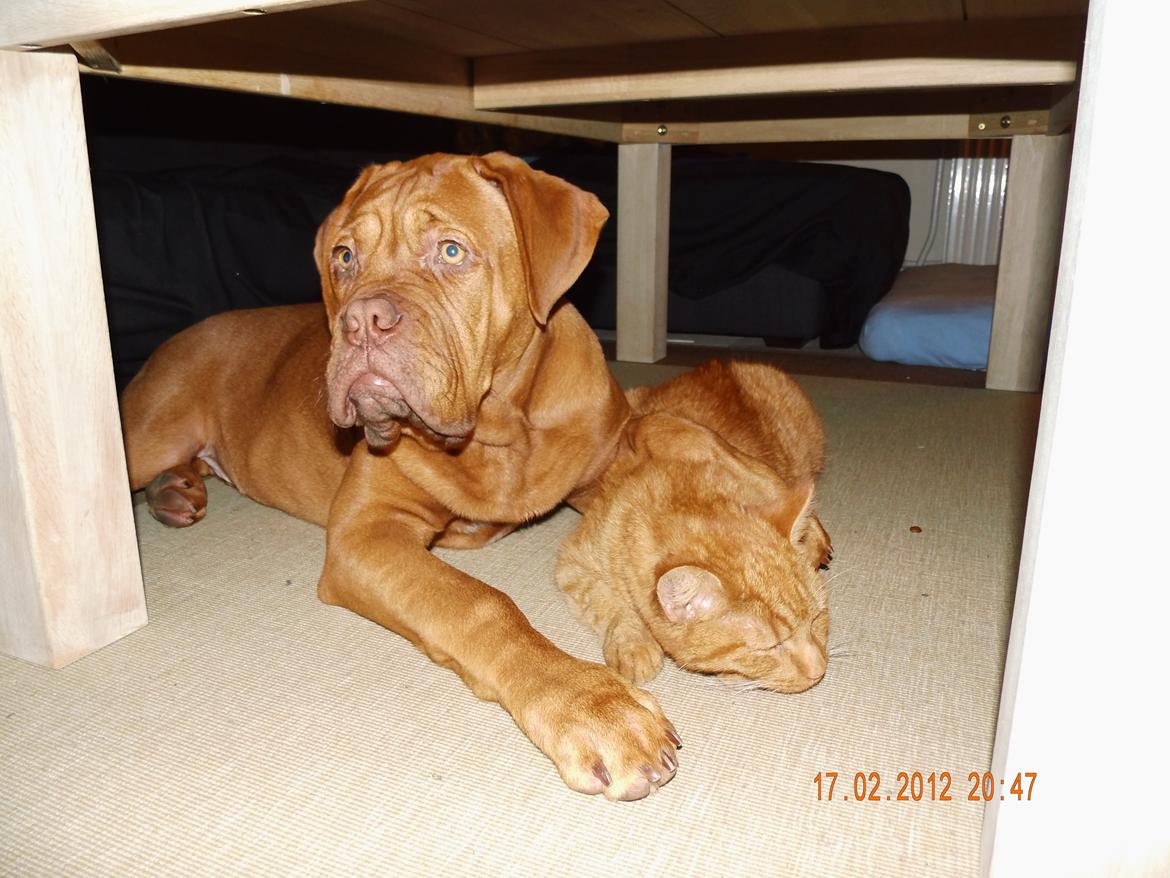 Dogue de bordeaux Siem Argos the guardian  ( Argo ) billede 10