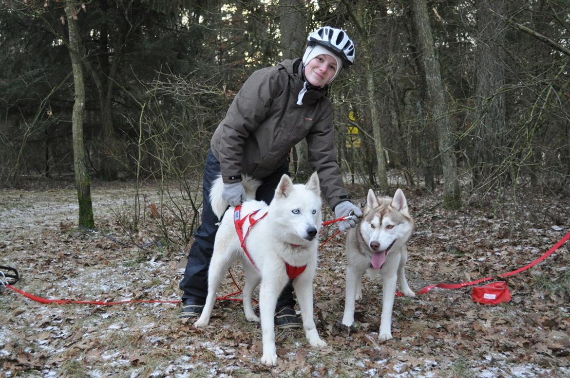 Siberian husky Tori - I skoven, 2013 billede 10