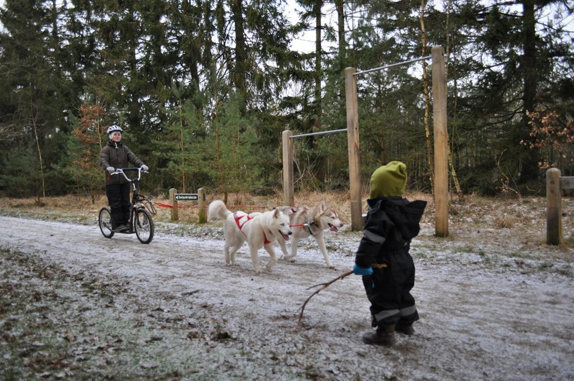 Siberian husky Tori - I skoven, 2013 billede 11