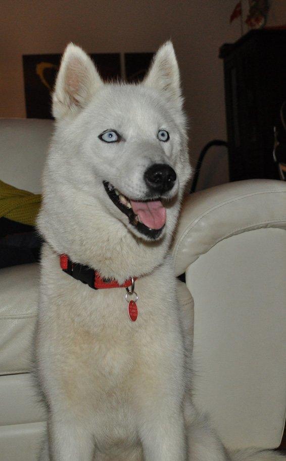 Siberian husky Tori - Tori, 2013 billede 7