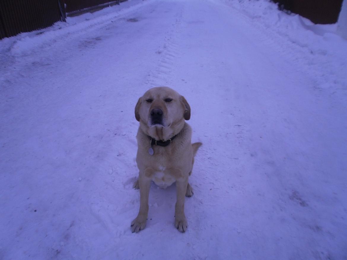 Labrador retriever R.I.P.  Finn Holger - Sød, var <3 <3 billede 2