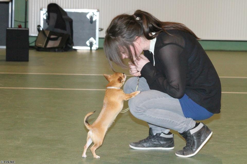 Chihuahua Chihuanas Flush of Hearts - Momo - Nyborg Hallen 13/1 2013 - 1 pr. :) billede 19