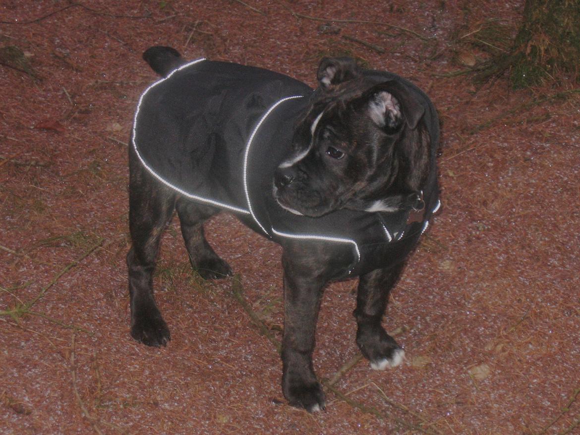 Olde english bulldogge Bodil - Bodil på skovtur, 4½ mdr. Bodil mener at hendes "mor og far" har misforstået noget. En "farlig hund" går da ikke med frakke :-)  billede 13