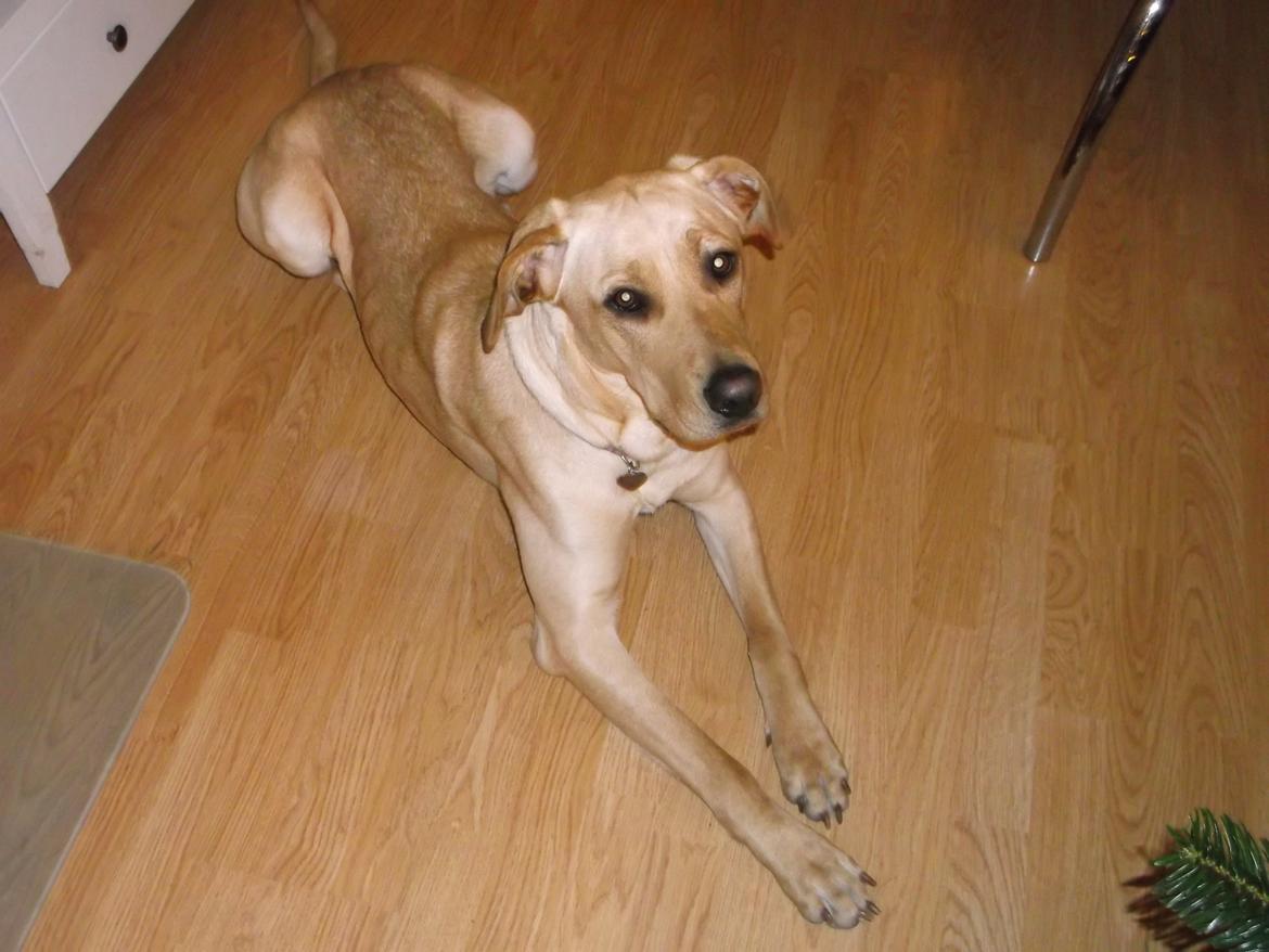 Blanding af racer Liva (Den lille)<3<3 - Søde! billede 15