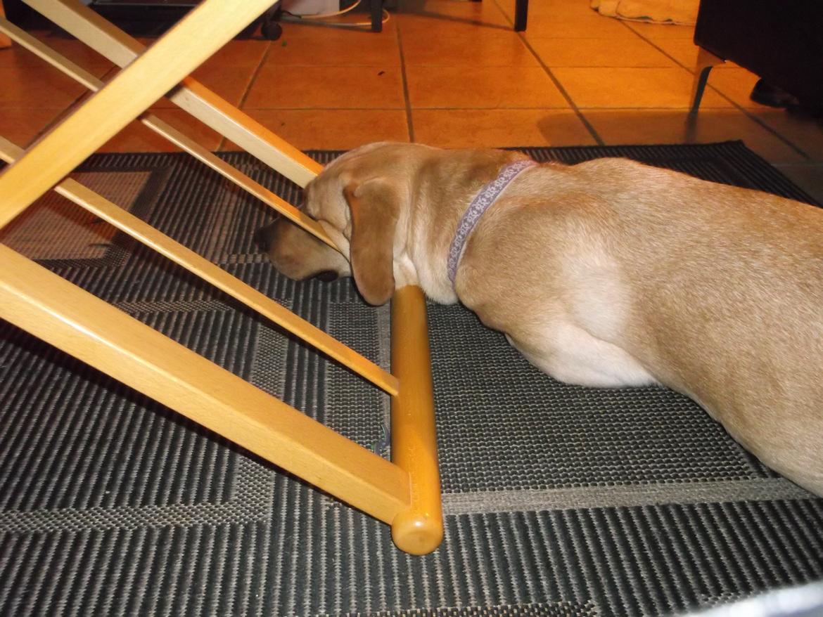 Blanding af racer Liva (Den lille)<3<3 - Nytår billede 16