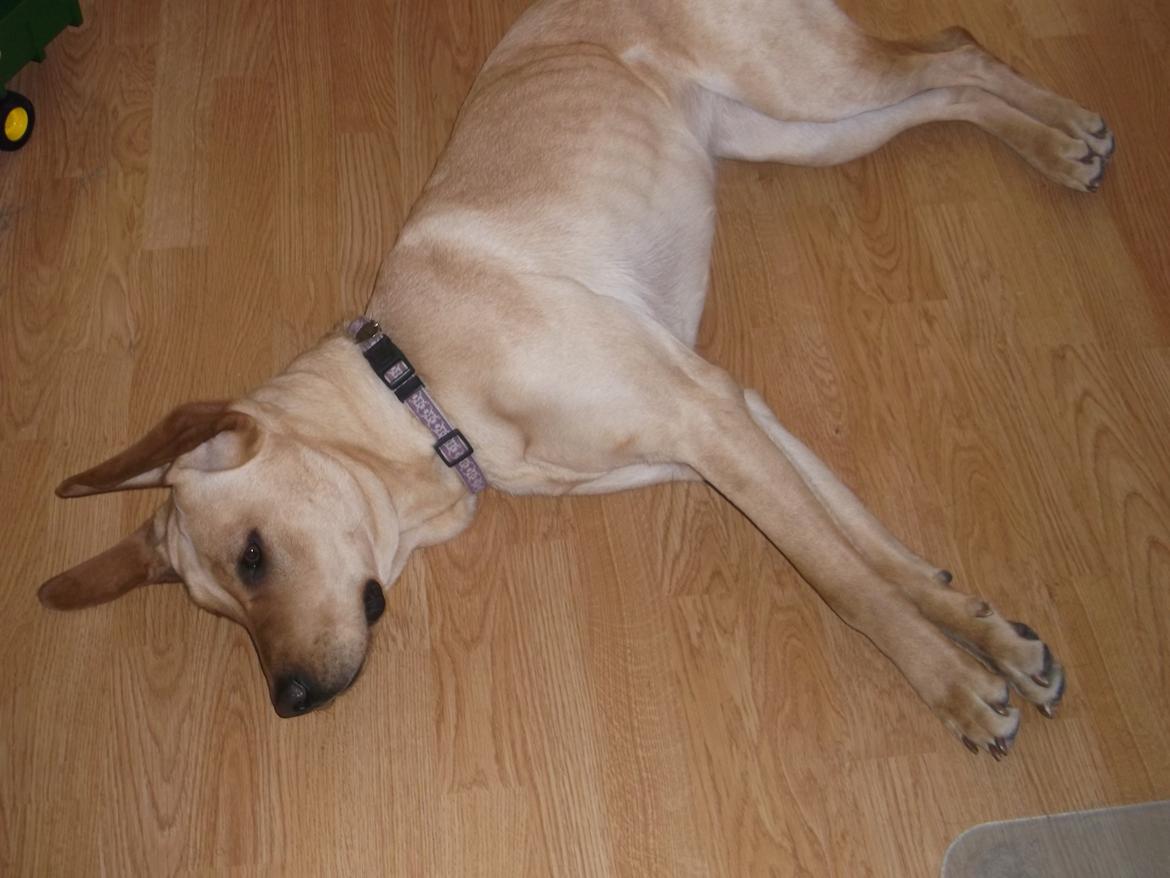 Blanding af racer Liva (Den lille)<3<3 - Haha :-* billede 1