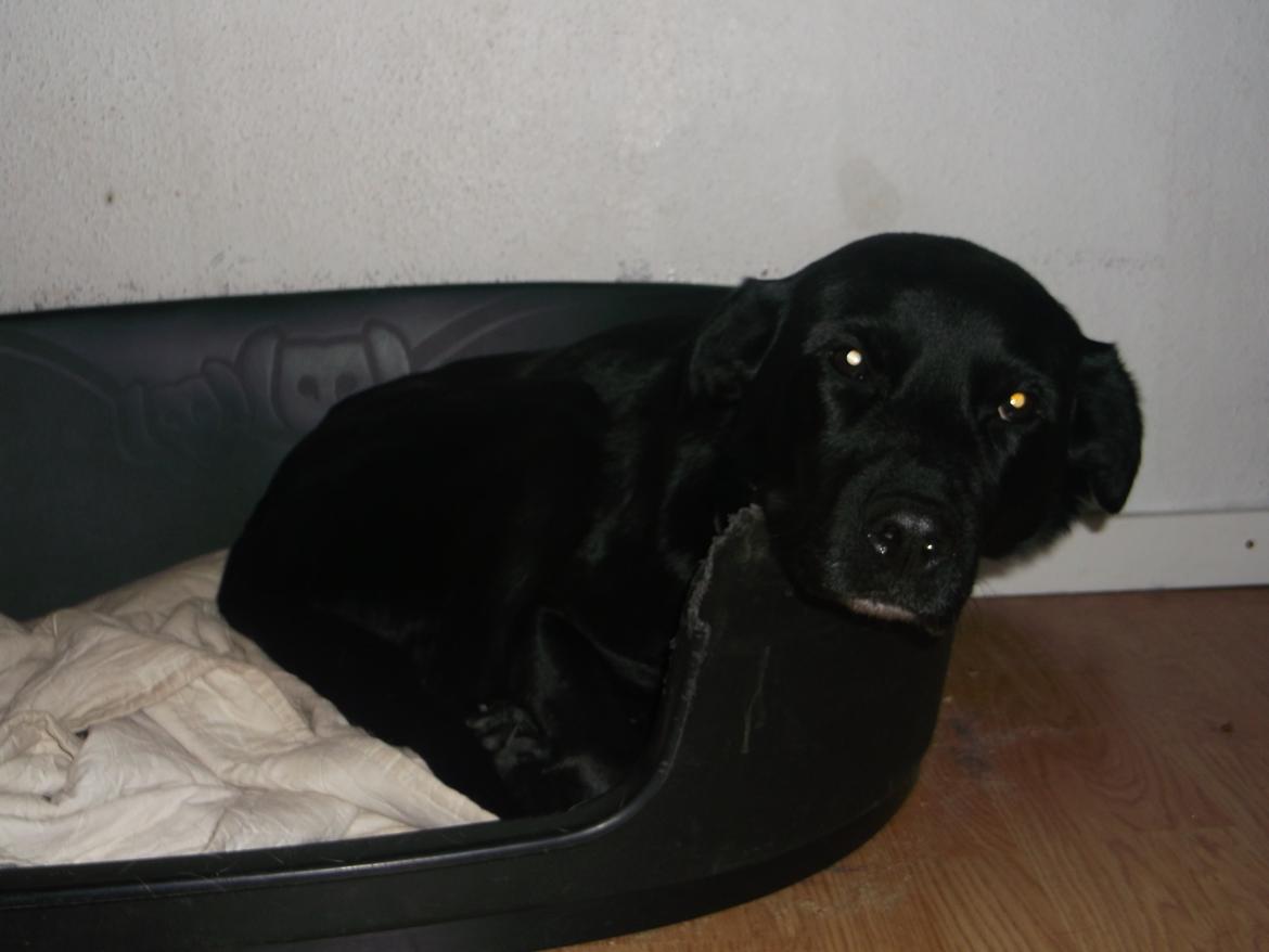 Blanding af racer Kita (Min bedsteveninde)<3 - Slapper bare helt af i den nye år 2013 :-D billede 15