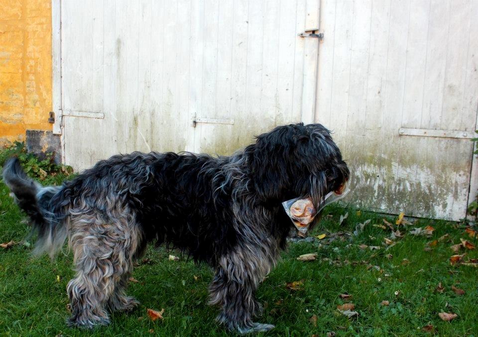 Schapendoes (Fanica Sylvester Stjernestøv) AKA Bottjes billede 8