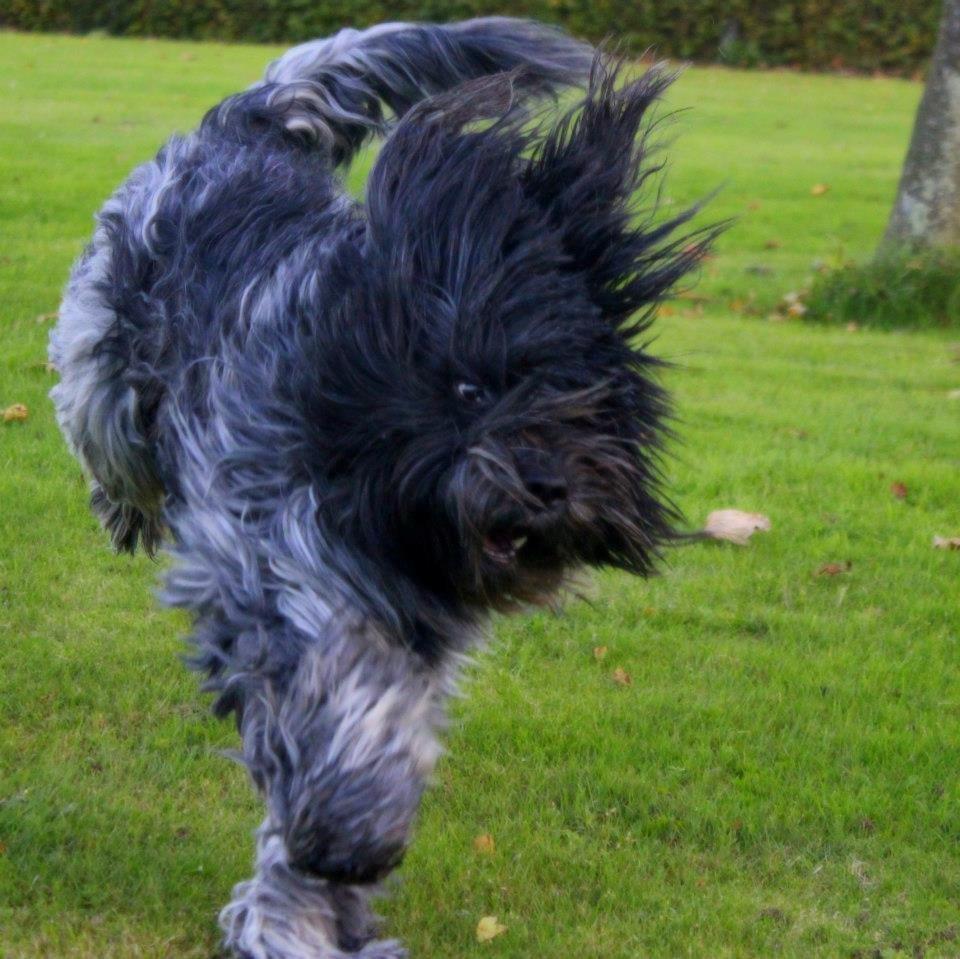 Schapendoes (Fanica Sylvester Stjernestøv) AKA Bottjes billede 10