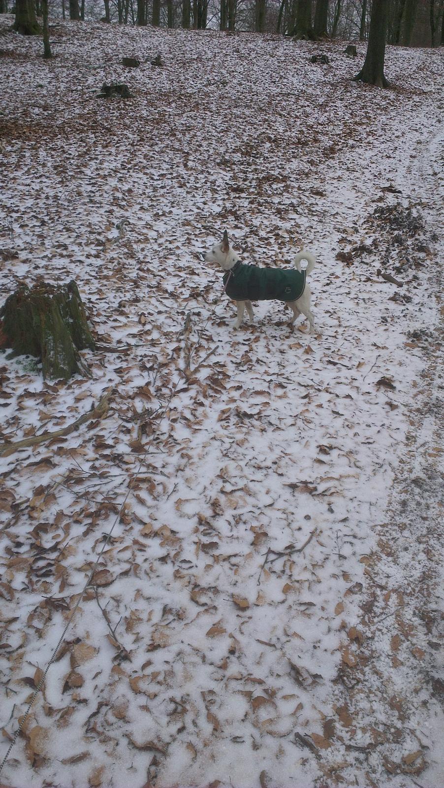 Jack russell terrier Lotus Elise - Elske hunden i skoven;-) billede 1