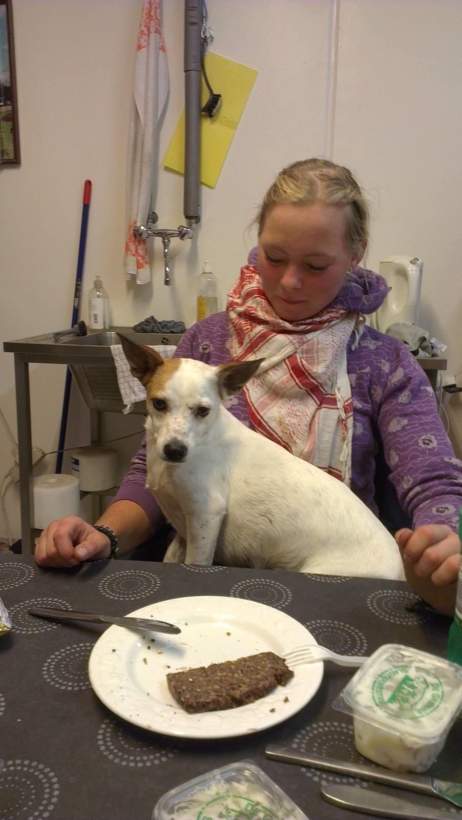 Jack russell terrier Lotus Elise - Hun tigger kun en lille smule billede 2