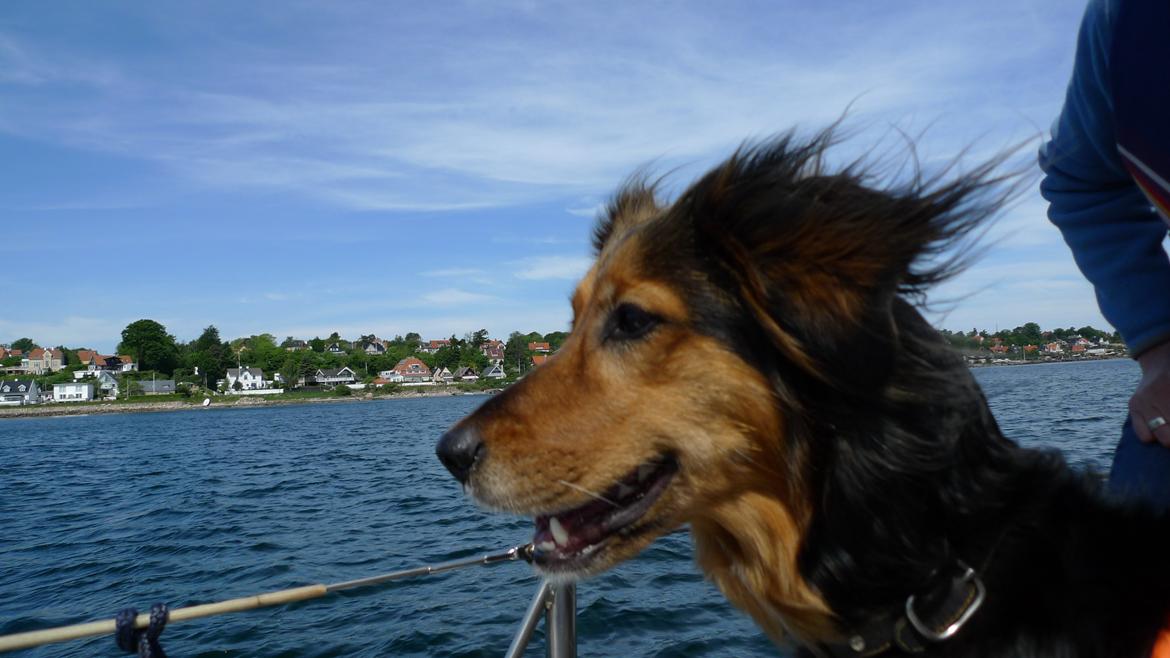 Blanding af racer Mille billede 1