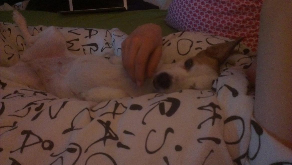 Jack russell terrier Lotus Elise - Hygge i sengen;-) billede 3