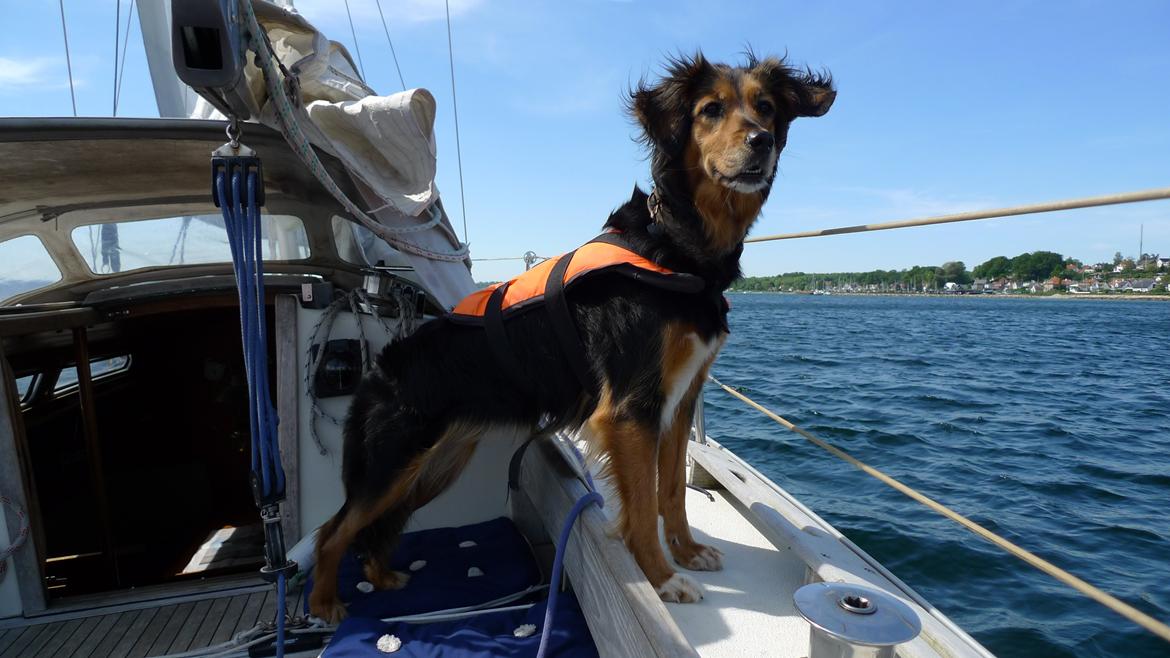 Blanding af racer Mille billede 2