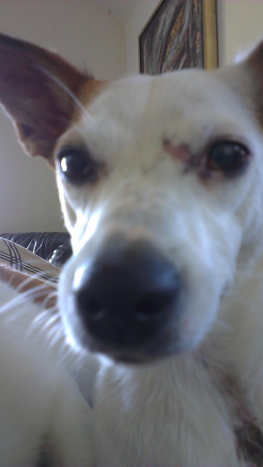 Jack russell terrier Lotus Elise - 10 dage efter spark i hovedet af en hest.. billede 4