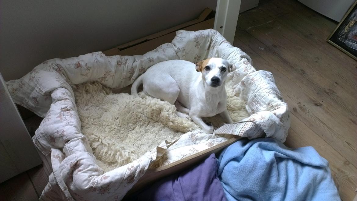 Jack russell terrier Lotus Elise - Den nye hundekurv min kæreste har lavet til hende;-) billede 5
