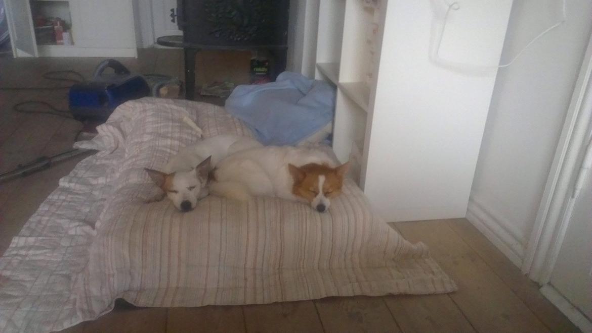 Jack russell terrier Lotus Elise - Hygge med far på den nye pude:-) billede 6