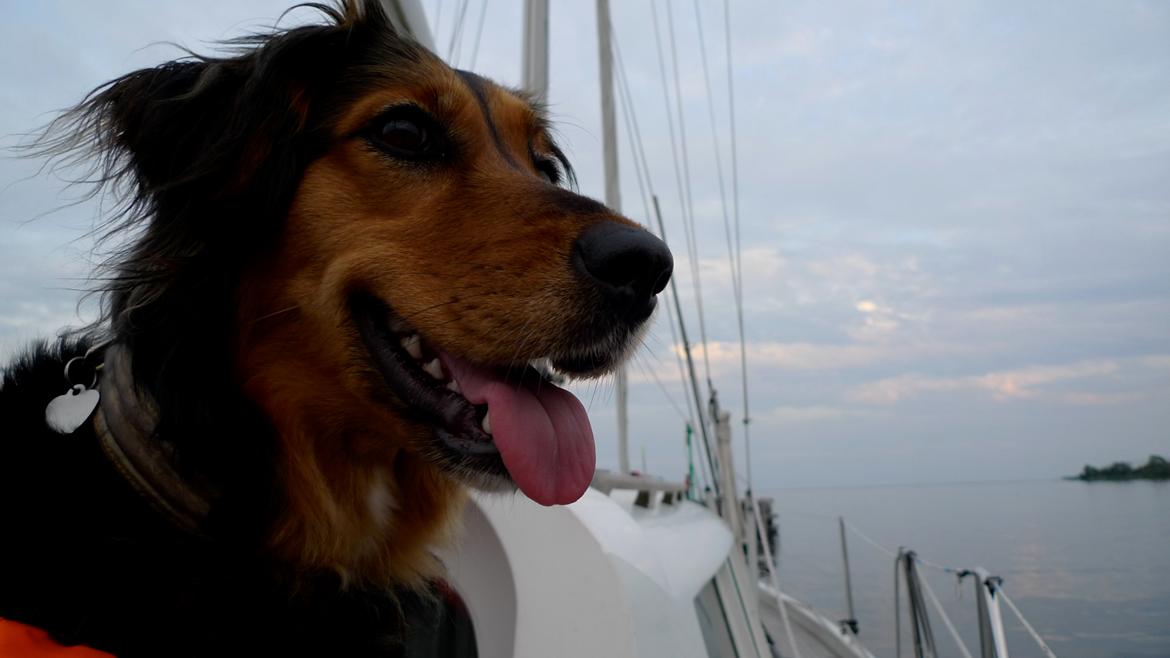 Blanding af racer Mille billede 4