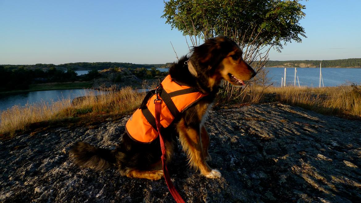 Blanding af racer Mille billede 5