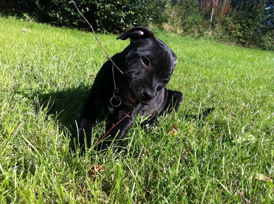 Staffordshire bull terrier Shorty - Shorty der ligger ude i haven og neder det dejlige vejr med en lille pind.  billede 1