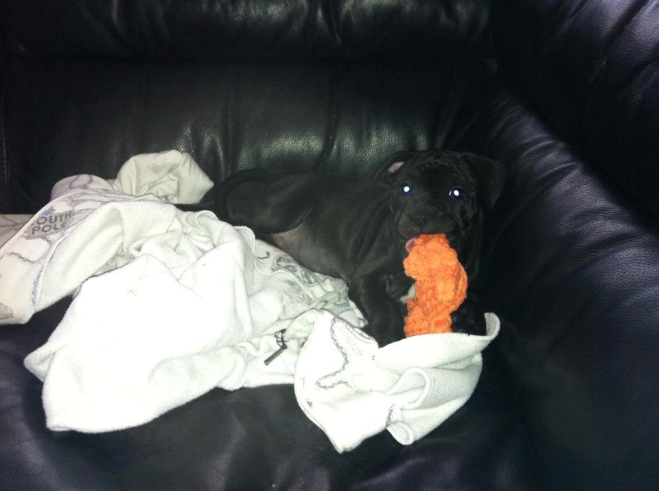 Staffordshire bull terrier Shorty - Shorty med hendes yndlings legetøj som hun stadig har endnu.  billede 13