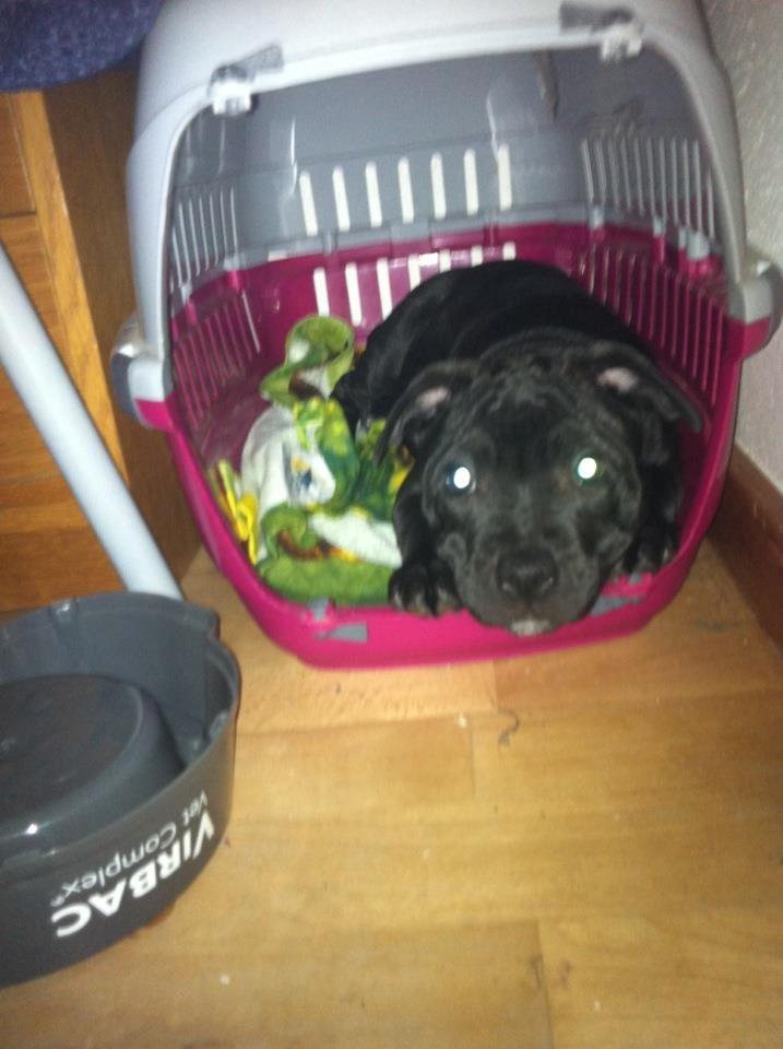 Staffordshire bull terrier Shorty - Shorty der putte i en kattehus.  billede 12