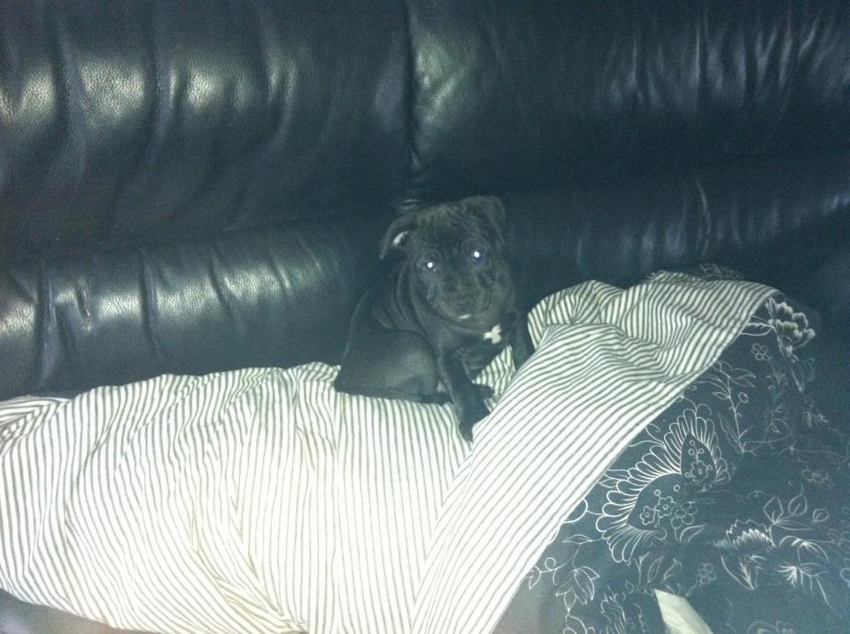 Staffordshire bull terrier Shorty - Lille Shorty da vi lige havde fået hende.  billede 11