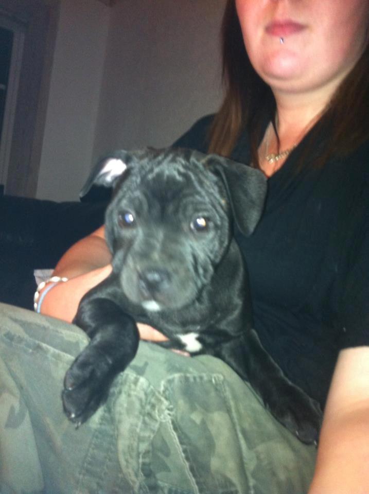 Staffordshire bull terrier Shorty - Shorty da vi lige var kommet hjem efter en lang køre tur. 
 billede 14