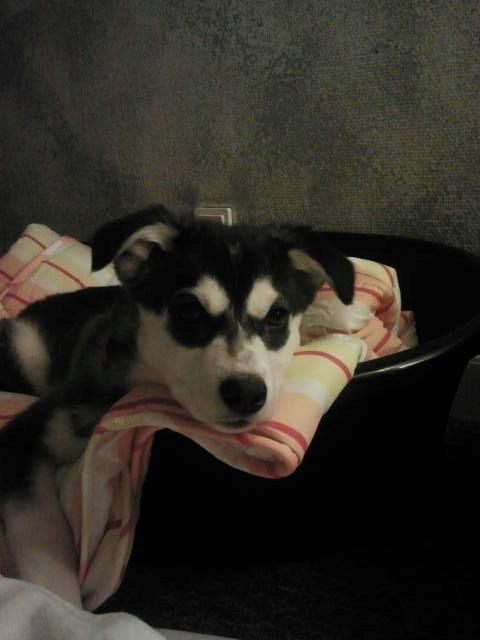 Alaskan malamute nala billede 1