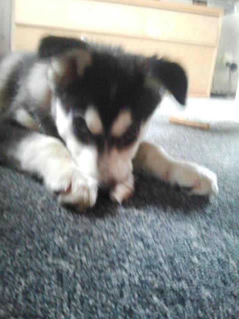 Alaskan malamute nala billede 2