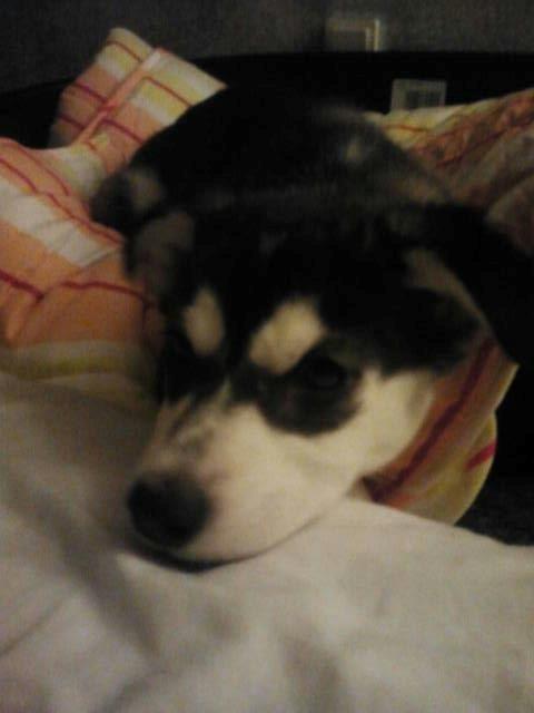 Alaskan malamute nala billede 6