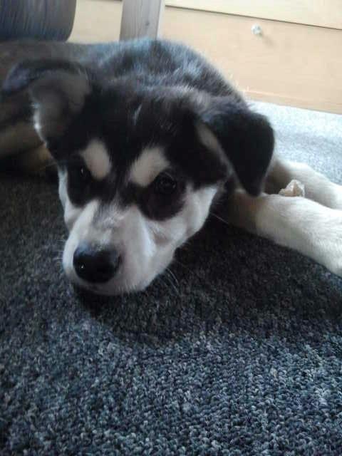 Alaskan malamute nala billede 7