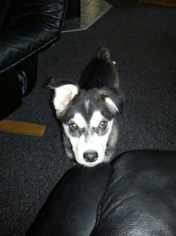 Alaskan malamute nala billede 8